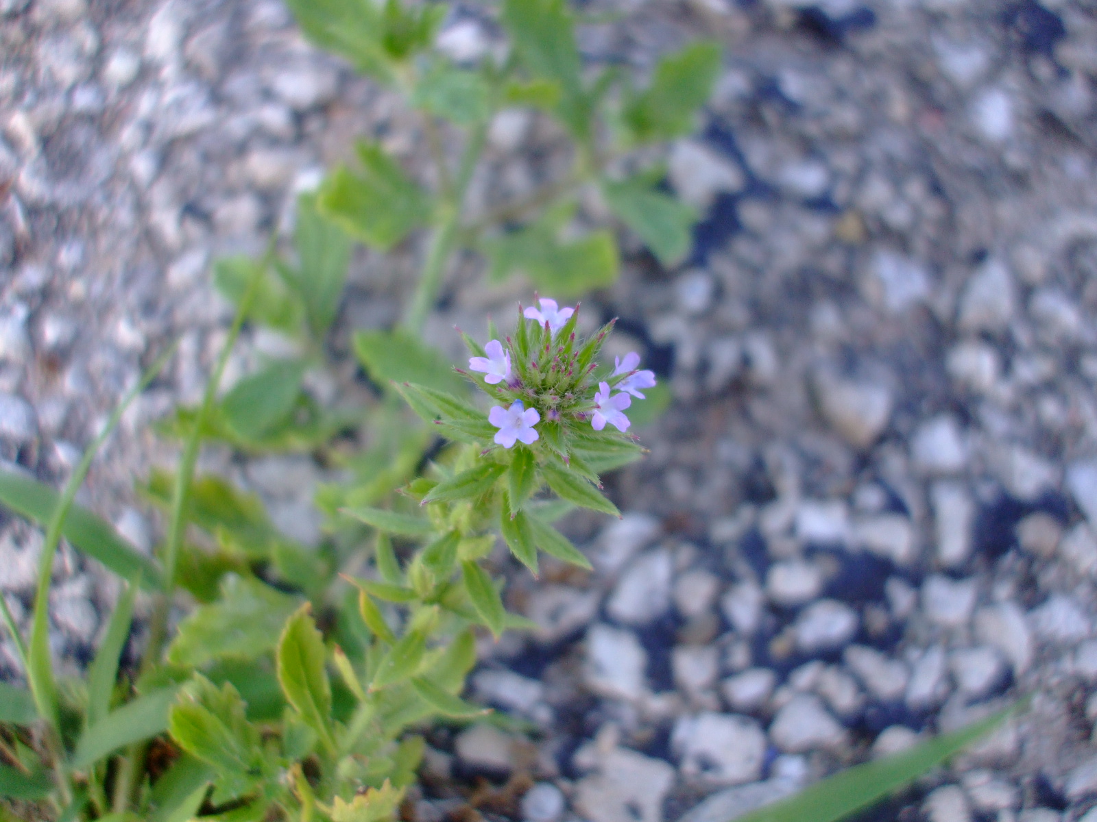 Verbena bracteata